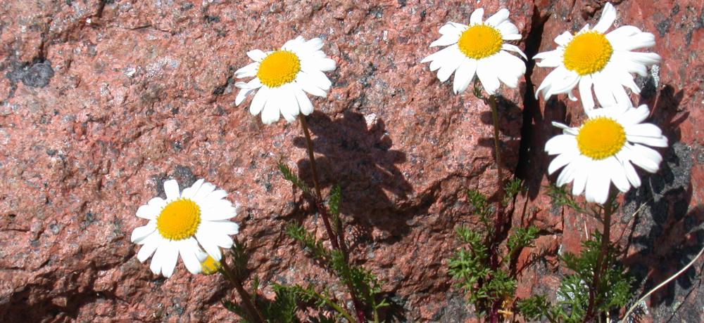 blommor och bergvägg