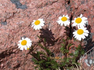 blommor och bergvägg